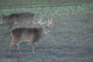 Wilderness Whitetails